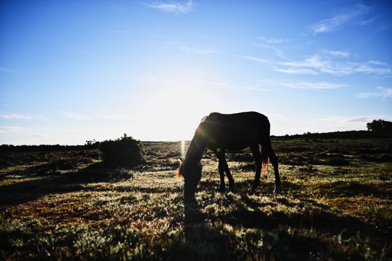 a horse in the new forest photographed grazing with the sun rising in the background