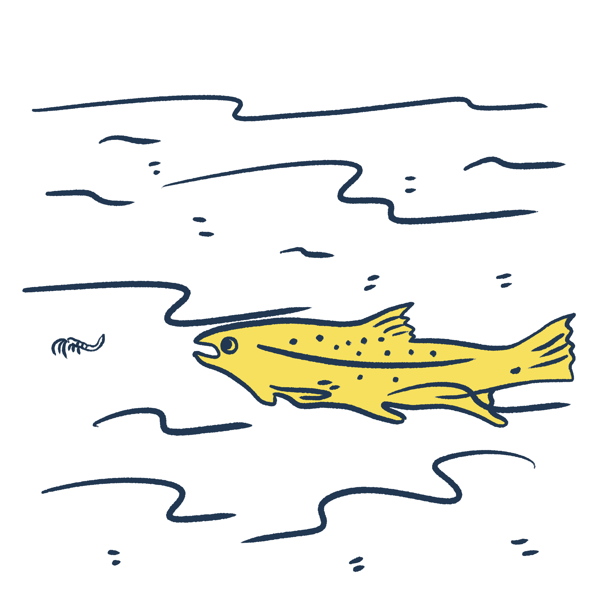 Illustration of a salmon swimming upstream after a krill.