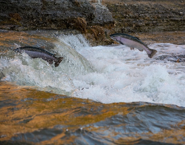 2 salmon swimming against a turbulent current'